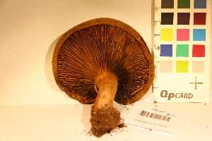  ( - TROM_F_17464)  @11 [ ] CreativeCommons - Attribution Non-Commercial Share-Alike (2017) Unspecified Tromsø University Museum