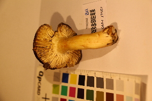  (Tricholoma sp - TROM_F_17467)  @11 [ ] CreativeCommons - Attribution Non-Commercial Share-Alike (2017) Unspecified Tromsø University Museum