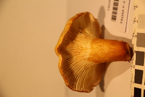  (Cantharellus pallens - TROM-F-17477)  @11 [ ] CreativeCommons - Attribution Non-Commercial Share-Alike (2017) Unspecified Tromsø University Museum