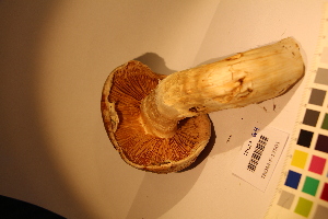  ( - TROM-F-17501)  @11 [ ] CreativeCommons - Attribution Non-Commercial Share-Alike (2017) Unspecified Tromsø University Museum