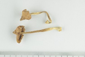  (Inocybe - O-F-178248)  @11 [ ] by-nc-sa (2021) Unspecified University of Oslo, Natural History Museum