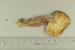  ( - O-F-187741)  @11 [ ] by-nc-sa (2021) Unspecified University of Oslo, Natural History Museum