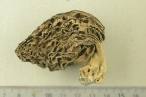  (Morchella sp - O-F-189951)  @11 [ ] by-nc-sa (2020) Unspecified University of Oslo, Natural History Museum