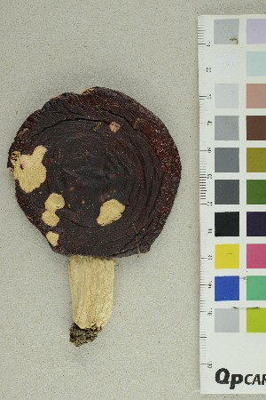  ( - O-F-195565)  @11 [ ] CreativeCommons - Attribution Non-Commercial Share-Alike (2019) Unspecified University of Oslo, Natural History Museum