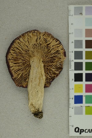  ( - O-F-195565)  @11 [ ] CreativeCommons - Attribution Non-Commercial Share-Alike (2019) Unspecified University of Oslo, Natural History Museum