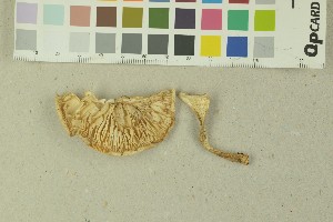  (Tricholoma boreosulphurescens - O-F-203826)  @11 [ ] by-nc-sa (2016) Unspecified University of Oslo, Natural History Museum