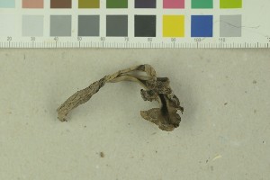  (Craterellus cornucopioides - O-F-203845)  @11 [ ] by-nc-sa (2016) Unspecified University of Oslo, Natural History Museum