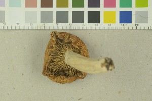  (Russula citrinochlora - O-F-203866)  @11 [ ] by-nc-sa (2016) Unspecified University of Oslo, Natural History Museum