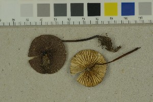  ( - O-F-203975)  @11 [ ] by-nc-sa (2023) Unspecified University of Oslo, Natural History Museum