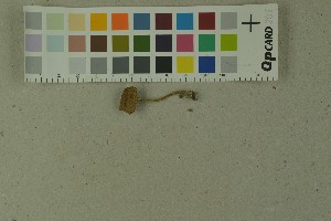  ( - O-F-204188)  @11 [ ] by-nc-sa (2023) Unspecified University of Oslo, Natural History Museum