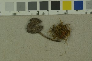  ( - O-F-204199)  @11 [ ] by-nc-sa (2023) Unspecified University of Oslo, Natural History Museum