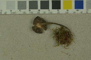  ( - O-F-204199)  @11 [ ] by-nc-sa (2023) Unspecified University of Oslo, Natural History Museum