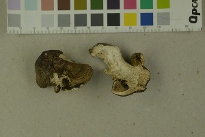  (Tricholoma joachimii - O-F-204231)  @11 [ ] by-nc-sa (2023) Unspecified University of Oslo, Natural History Museum