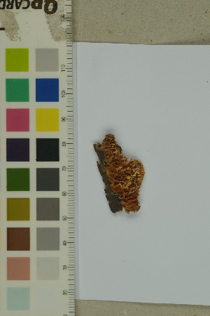  ( - O-F-204366)  @11 [ ] by-nc-sa (2023) Unspecified University of Oslo, Natural History Museum