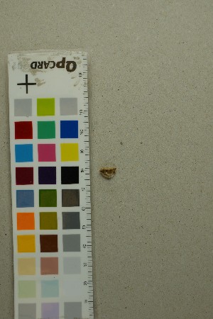  ( - O-F-204387)  @11 [ ] by-nc-sa (2025) Unspecified University of Oslo, Natural History Museum
