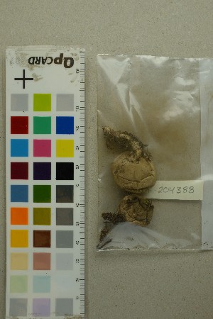  ( - O-F-204388)  @11 [ ] by-nc-sa (2025) Unspecified University of Oslo, Natural History Museum