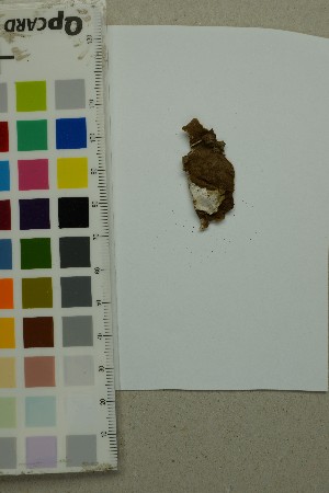  ( - O-F-204390)  @11 [ ] by-nc-sa (2025) Unspecified University of Oslo, Natural History Museum