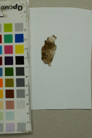  ( - O-F-204390)  @11 [ ] by-nc-sa (2025) Unspecified University of Oslo, Natural History Museum