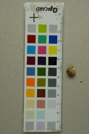  ( - O-F-204395)  @11 [ ] by-nc-sa (2025) Unspecified University of Oslo, Natural History Museum