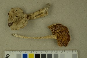  (Cortinarius barbatus - O-F-204469)  @11 [ ] by-nc-sa (2023) Unspecified University of Oslo, Natural History Museum