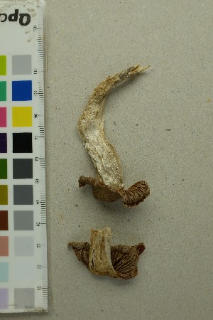  (Cortinarius duracinus - O-F-204472)  @11 [ ] by-nc-sa (2025) Unspecified University of Oslo, Natural History Museum