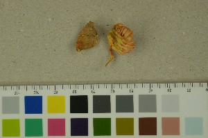  ( - O-F-204485)  @11 [ ] by-nc-sa (2023) Unspecified University of Oslo, Natural History Museum