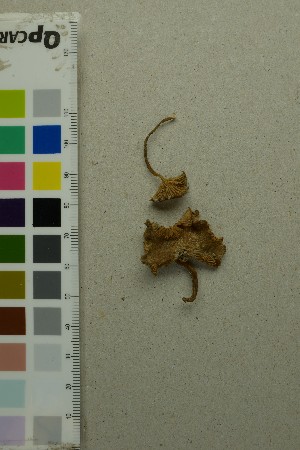  ( - O-F-204498)  @11 [ ] by-nc-sa (2025) Unspecified University of Oslo, Natural History Museum