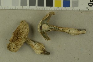  ( - O-F-215086)  @11 [ ] by-nc-sa (2023) Unspecified University of Oslo, Natural History Museum