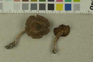  (Cortinarius rubrocinctus - O-F-215087)  @11 [ ] by-nc-sa (2023) Unspecified University of Oslo, Natural History Museum