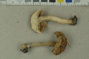 ( - O-F-215090)  @11 [ ] by-nc-sa (2023) Unspecified University of Oslo, Natural History Museum