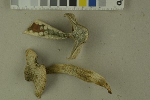  (Cortinarius argutus - O-F-215098)  @11 [ ] by-nc-sa (2023) Unspecified University of Oslo, Natural History Museum
