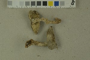  (Tricholoma filamentosum - O-F-215099)  @11 [ ] by-nc-sa (2023) Unspecified University of Oslo, Natural History Museum