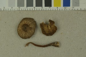  (Inocybe asterospora - O-F-215109)  @11 [ ] by-nc-sa (2023) Unspecified University of Oslo, Natural History Museum