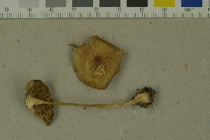  (Inocybe mixtilis - O-F-215111)  @11 [ ] by-nc-sa (2023) Unspecified University of Oslo, Natural History Museum