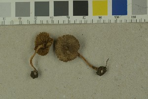 (Inocybe involuta - O-F-215119)  @11 [ ] by-nc-sa (2023) Unspecified University of Oslo, Natural History Museum