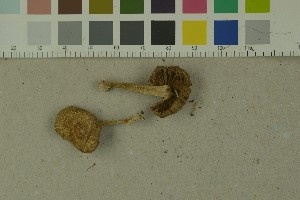  ( - O-F-215124)  @11 [ ] by-nc-sa (2023) Unspecified University of Oslo, Natural History Museum