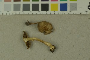  (Inocybe pseudoscabelliformis - O-F-215126)  @11 [ ] by-nc-sa (2023) Unspecified University of Oslo, Natural History Museum