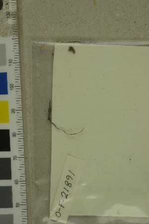  ( - O-F-21891)  @11 [ ] by-nc-sa (2023) Unspecified University of Oslo, Natural History Museum
