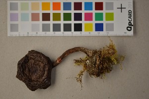  (Cortinarius armillatus - O-F-22425)  @11 [ ] CreativeCommons - Attribution Non-Commercial Share-Alike (2016) Unspecified University of Oslo, Natural History Museum
