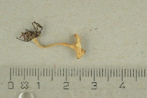  (Cuphophyllus virgineus - O-F-242480)  @11 [ ] by-nc-sa (2021) Unspecified University of Oslo, Natural History Museum