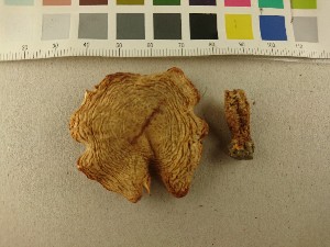  (Cantharellus amethysteus - O-F-243543)  @11 [ ] CreativeCommons - Attribution Non-Commercial Share-Alike (2019) Unspecified University of Oslo, Natural History Museum