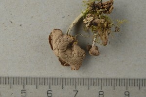  ( - O-F-243881)  @11 [ ] by-nc-sa (2021) Unspecified University of Oslo, Natural History Museum