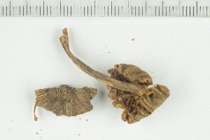  ( - O-F-243959)  @11 [ ] by-nc-sa (2021) Unspecified University of Oslo, Natural History Museum