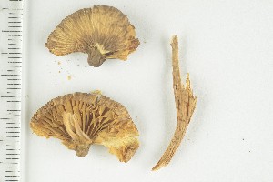  ( - O-F-243960)  @11 [ ] by-nc-sa (2021) Unspecified University of Oslo, Natural History Museum