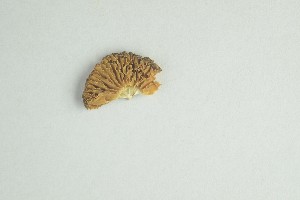  ( - O-F-244169)  @11 [ ] by-nc-sa (2021) Unspecified University of Oslo, Natural History Museum