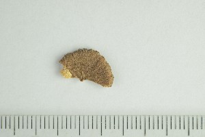  ( - O-F-244169)  @11 [ ] by-nc-sa (2021) Unspecified University of Oslo, Natural History Museum