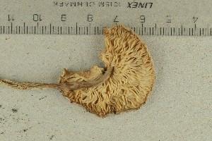  ( - O-F-244312)  @11 [ ] by-nc-sa (2021) Unspecified University of Oslo, Natural History Museum