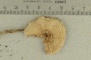  ( - O-F-244312)  @11 [ ] by-nc-sa (2021) Unspecified University of Oslo, Natural History Museum