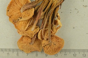  ( - O-F-244582)  @11 [ ] by-nc-sa (2021) Unspecified University of Oslo, Natural History Museum