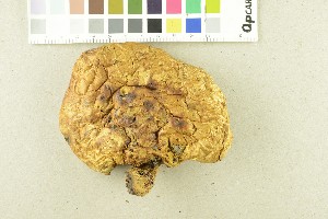  ( - O-F-245197)  @11 [ ] CreativeCommons - Attribution Non-Commercial Share-Alike (2017) Unspecified University of Oslo, Natural History Museum